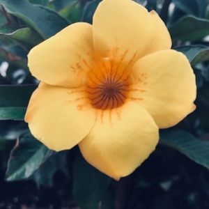 Meet your Posher, Mia